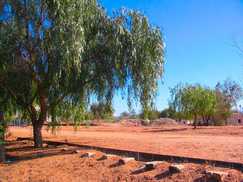 Trees on landscape against blue sky