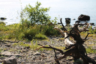 Close-up of tree against sea