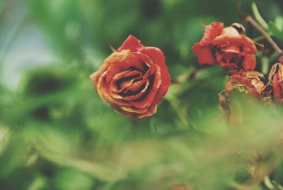 Close-up of red rose