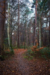 Trees in forest during autumn