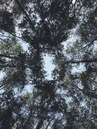 Low angle view of trees in forest