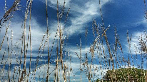 Low angle view of plants against blue sky