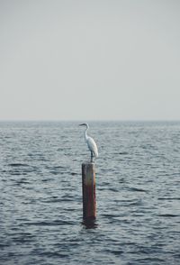 Seagull perching on wooden post in sea