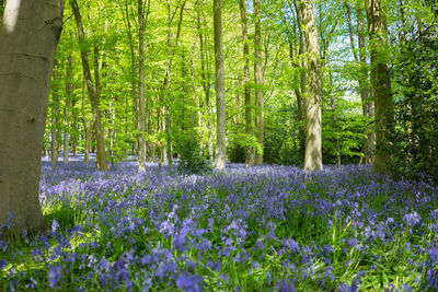 Purple flowering plants by trees in forest