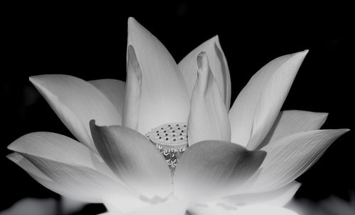 Close-up of white lily against black background