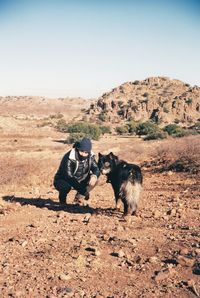 View of a dog on landscape