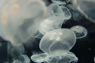 Close-up of jellyfish swimming in sea
