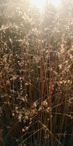 Close-up of plants on field against sky