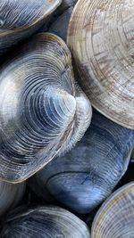 Detail shot of quahog clams at chatham, cape cod. 