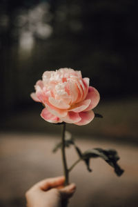 Close-up of hand holding pink peony