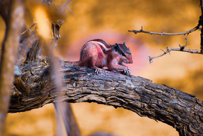 Close-up of monkey on tree trunk