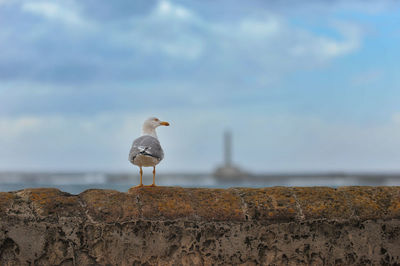 Seagull perching on rock against sky