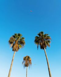 Low angle view of palm trees against clear blue sky