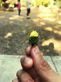 Close-up of hand holding plant