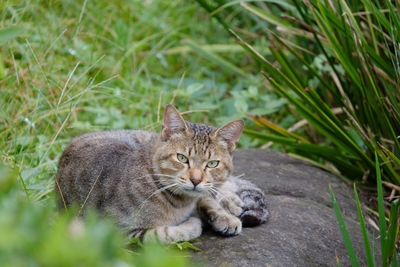 Portrait of cat on grass