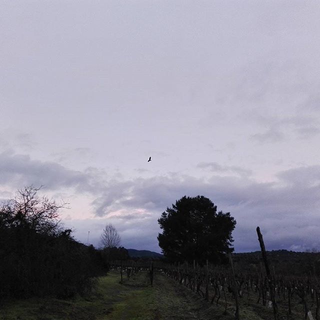 sky, tree, landscape, tranquility, tranquil scene, transportation, nature, bird, field, flying, scenics, cloud - sky, beauty in nature, animal themes, rural scene, outdoors, non-urban scene, day, mode of transport, silhouette