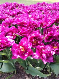 Close-up of pink flowers blooming outdoors