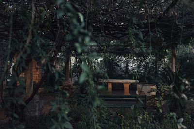 Trees and plants in forest