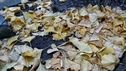 Full frame shot of leaves