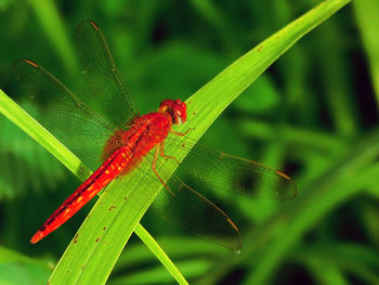 Close-up of caterpillar on leaf