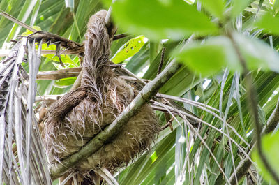 Close-up of bird nest on tree