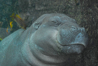 Close-up of turtle in sea