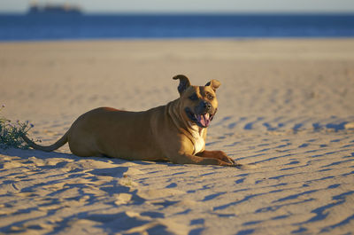 Full length of a dog on beach