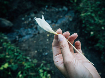 Close-up of hand holding plant