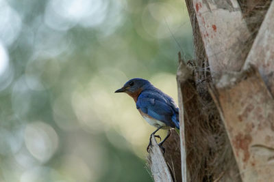 Male bright bluebird sialia sialis perches on a tree in naples, florida