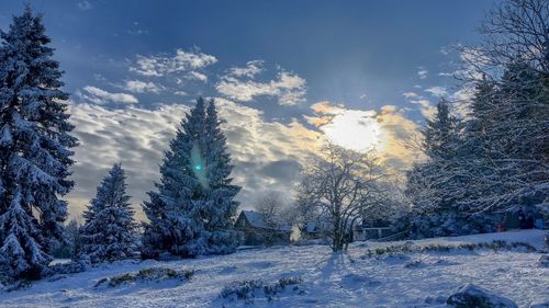 Trees on snow covered land against sky