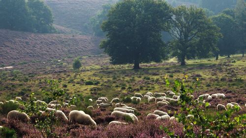 View of sheep grazing in field