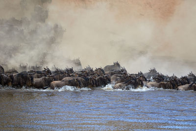 Wildebeest crossing the mara river during the annual great migration.