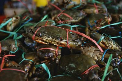 A pile of giant mud crab sell at fish market, selective focus