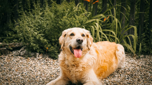 Portrait of golden retriever sitting outdoors