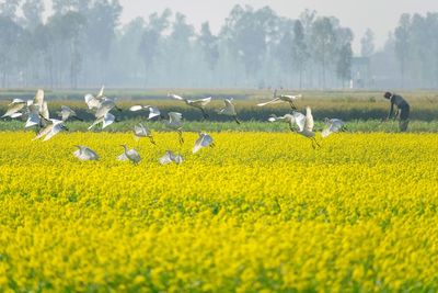 Yellow flowers in field