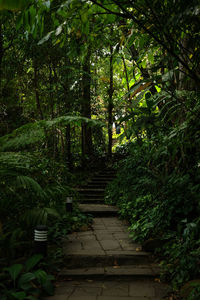 Footpath amidst trees in forest