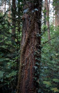 Close-up of tree trunk in forest