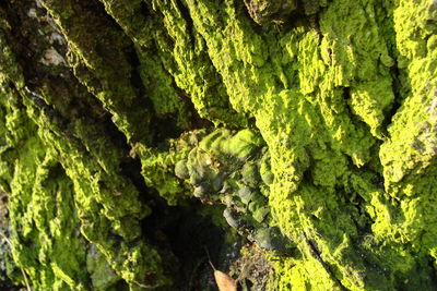 Full frame shot of fresh green leaves