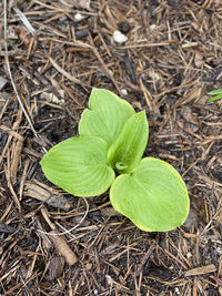 High angle view of fresh green leaf