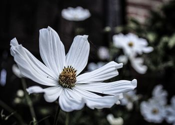 Close-up of white flowering plant