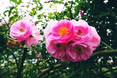 Close-up of pink flowers