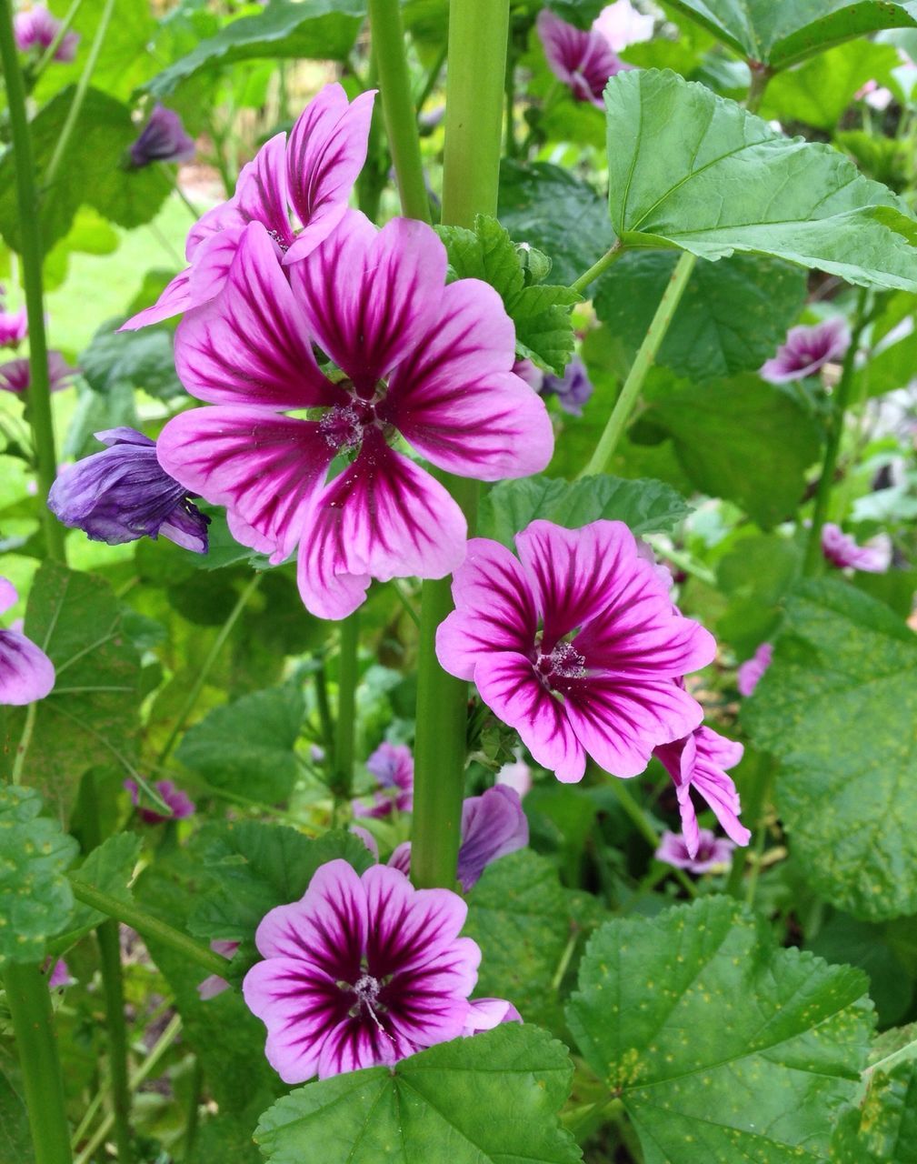 flower, freshness, petal, fragility, flower head, growth, pink color, beauty in nature, blooming, close-up, nature, plant, leaf, focus on foreground, purple, pollen, in bloom, green color, outdoors, park - man made space