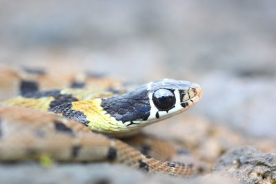 Close-up of lizard