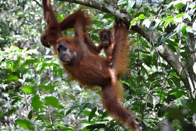 Portrait of monkey hanging on tree in forest