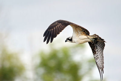 Low angle view of eagle flying against clear sky