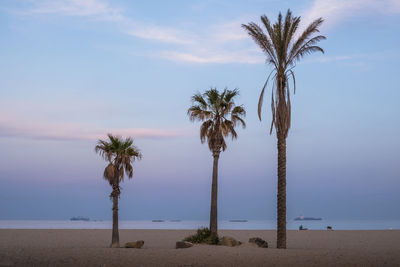 Palm trees at beach against sky