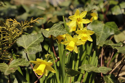 Close-up of yellow flowers blooming outdoors