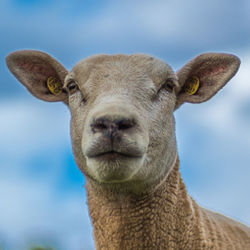 Close-up portrait of a horse