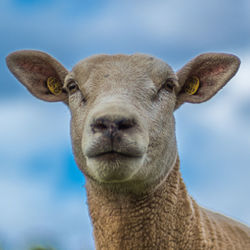 Close-up portrait of a horse