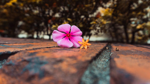 Close-up of pink flower on wood